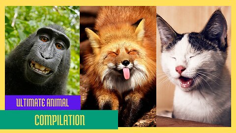 Ultimate Animal Compilation Ep 11