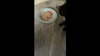 Blackjack finishing his food!