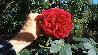 A very old Rose in flower 4th October 2021