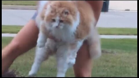 Giant Cat Runs Across Front Yard