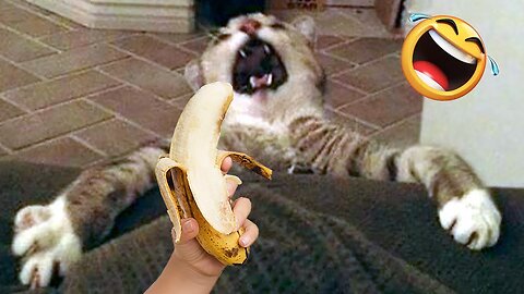 Incredibly Funny🤣 And Cute Animal🐻 Videos 2023! | funny dog🐶 and cat😺compilation videos🐻