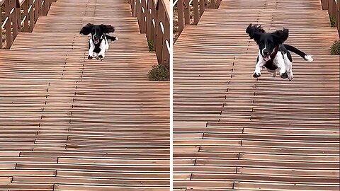 Puppy jumps the stairs in the cutest way ever