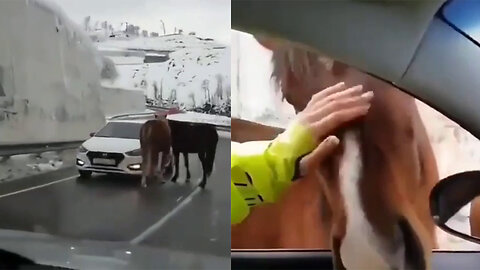 This equine pair stops drivers and gets people to pet them.