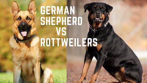 German Shepherd vs Rottweilers. Which one is suitable for an apartment?