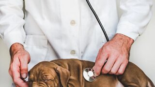 Cuidado ESSENCIAL do Cachorro com Pancreatite | Dr. Edgard Gomes | Alimentação natural para Cães