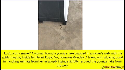 "Look, a tiny snake!" A woman found a young snake trapped in a spider's web