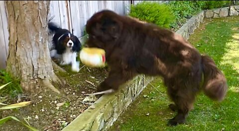 Newfie Plays Ever So Gently With Cavalier Brother