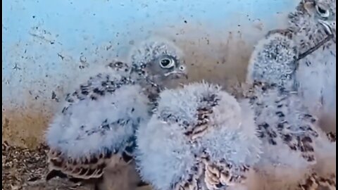 Kestrel babies are playing