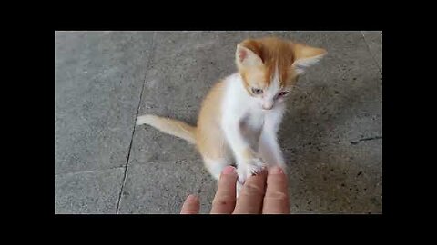 Let's Practice Karate! Kitten...