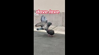 Dove love