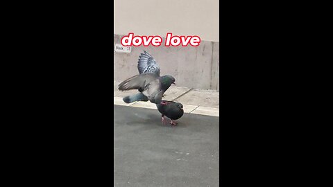 Dove love