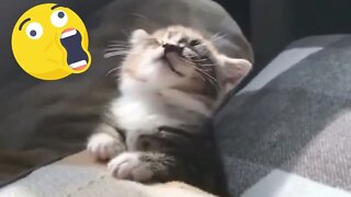 Funny Cats and Dogs 🤣 Try not to Laugh - Funny Animals Videos😻🐶 #39