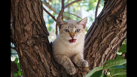 cat up a tree.