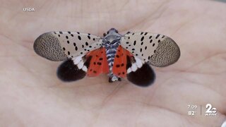 Baltimore bracing for spotted lanternfly outbreak
