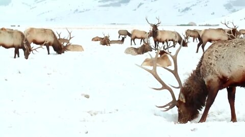 Moose graze in snow by mountainside