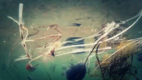 Large group of jelly fish underwater shot