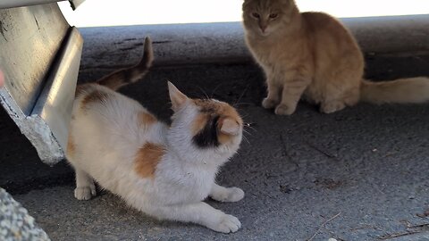 Homeless Little Cat being bullied by other cats.