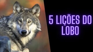 🐺5 Lições do Lobo.