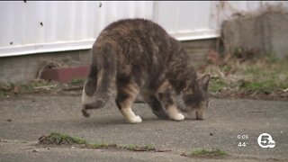 Worthy Claws — Nonprofit working to rehome dozens of cats previously dumped at Euclid Beach Mobile Home Park