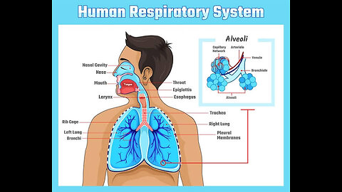 Human's respiratory system