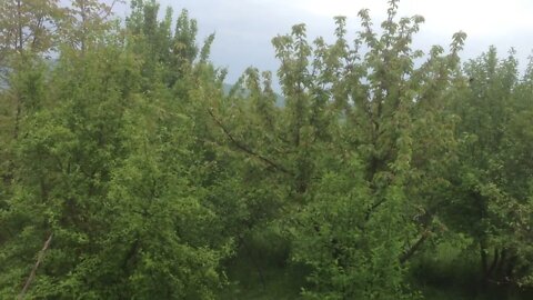 Life in Nature: The method of juggling tree cultivation. May Day in the village.