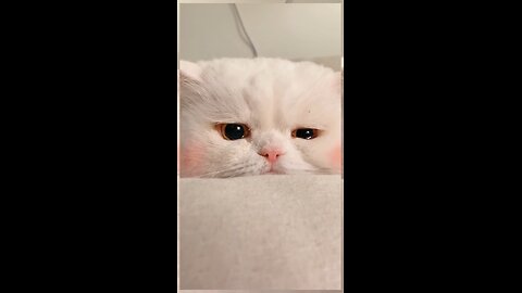 Sad Cat emotional cat crying while sitting