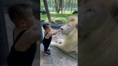 Have you noticed The kid kissed Transvaal Lion || Kruger || white lion beatifull view short video