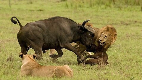 Lion VS Buffalo: Furious Buffalo Defies Odds Against Africa's Mightiest Lion!