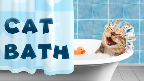 Cat Bath Time