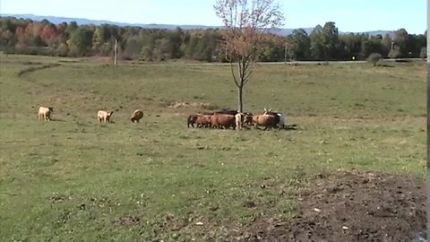 Herd gathers to Protest Bull Shooting in Pasture. Crazy 2yr old Bull jumped Gate going after Helper