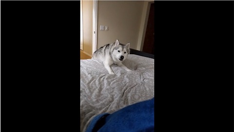 Persistent husky really wants owner to play