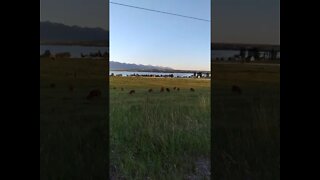 Friday Night with The Cows-!- 6.18.2021