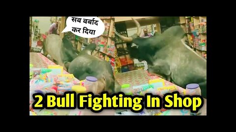 bull fight in shop bull fighting in market dangerous bull fight