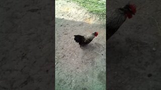 Just a Rooster