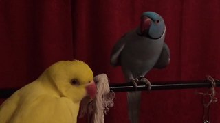 Parrot desperately attempts to capture female's attention