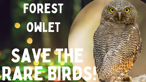 🦉🌳 Discovering the Enigmatic #ForestOwlet: Rare Bird of the Woods