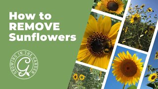 How to REMOVE Sunflowers