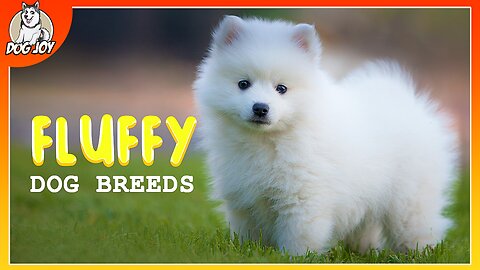 Most Cuddly and Fluffy Dog Breeds