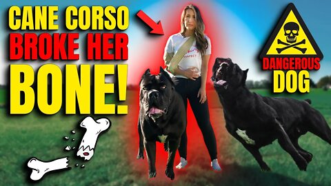 Cane Corso BROKE HER BONE! Dangerous Dogs? INJURED HER!