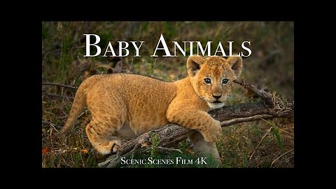 Baby animals 4k African lions