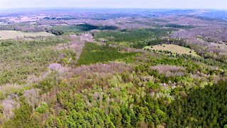 High altitude drone shows devastation from gypsy moth caterpillars