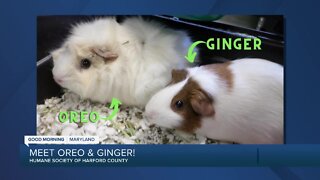 Ginger and Oreo the Guinea Pigs are up for adoption at the Humane Society of Harford County