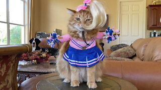 Cat Shows Off Hilarious Cheerleader Costume For Halloween