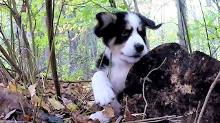 Puppies adorably struggle as they play on a log in the woods
