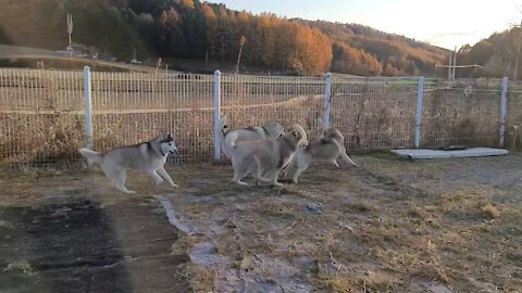 Having fun with husky friends...They are happy huskies.