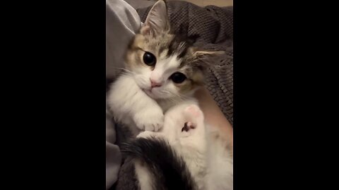 Just listen. Better than any therapy😍😍😍 Cute Kittens 🐱 Follow me for More