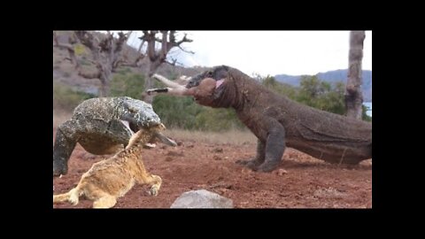 Top 5: Only Minutes Komodo Dragon Swallows 5 Goats Alive