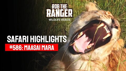 Safari Highlights #586: 04 January 2021 | Maasai Mara/Zebra Plains | Latest Wildlife Sightings