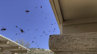 Bees in a stucco column
