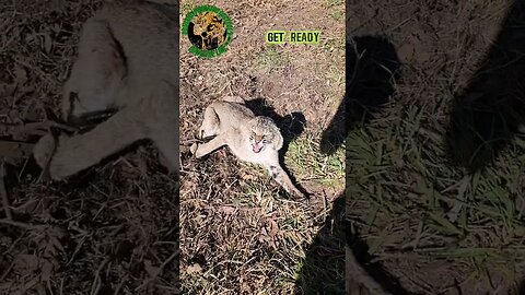 Bobcat No. 3 Wanted Me Dead #outdoors #trapping #viral #oklahoma #fyp